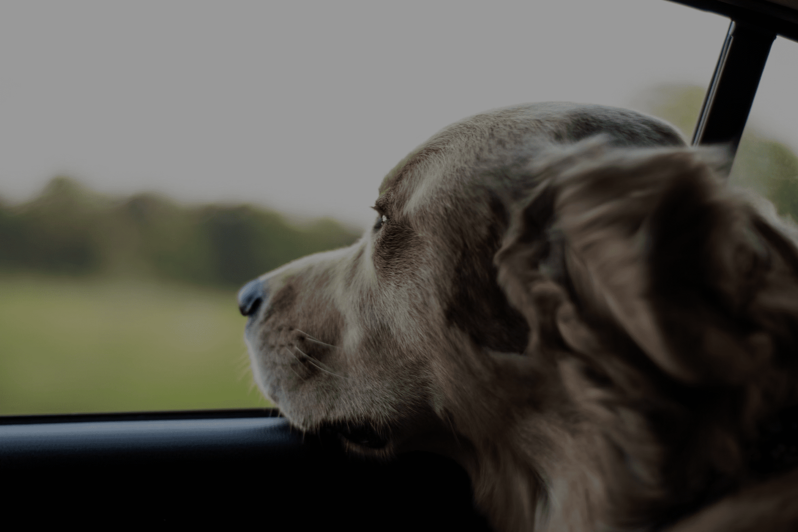 Perro mirando por la ventana de un coche
